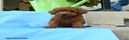 Toy Poodle dogs for sale: Freddy - Ad 2