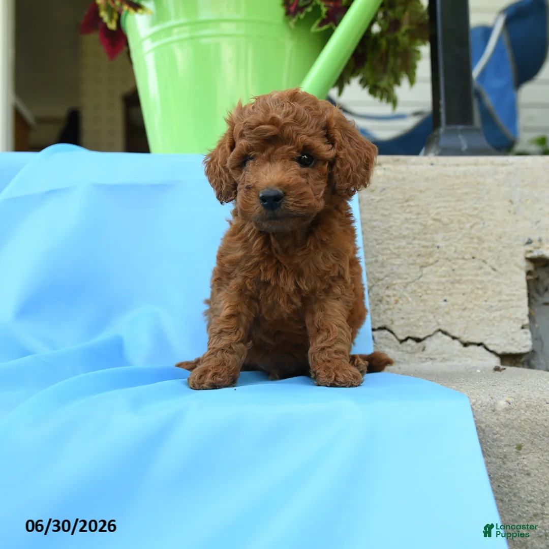 Toy Poodle dogs for sale: Freddy - Ad 2
