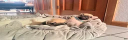 Pug dogs for sale: Haven - Ad 4