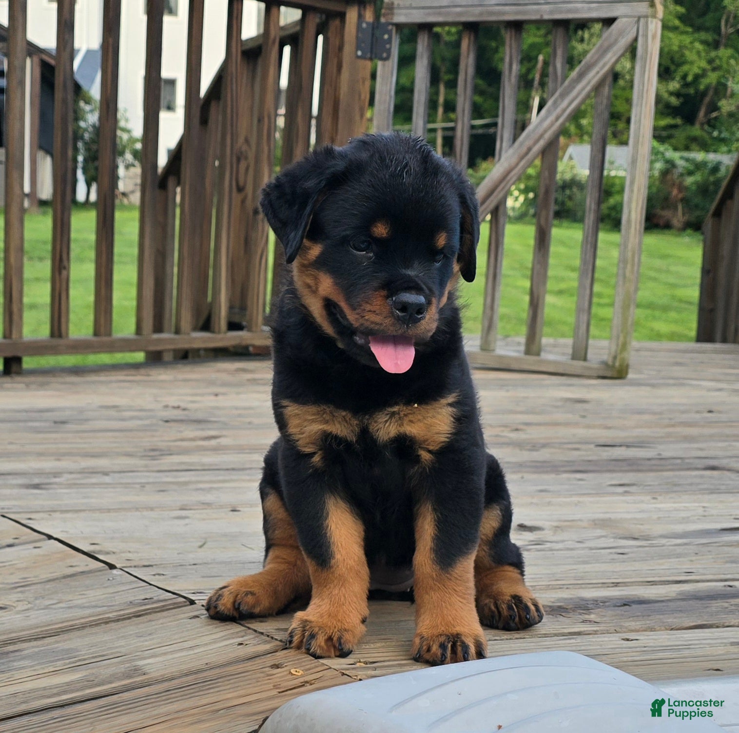 Rottweiler dogs Yellow Girl  - Ad 2
