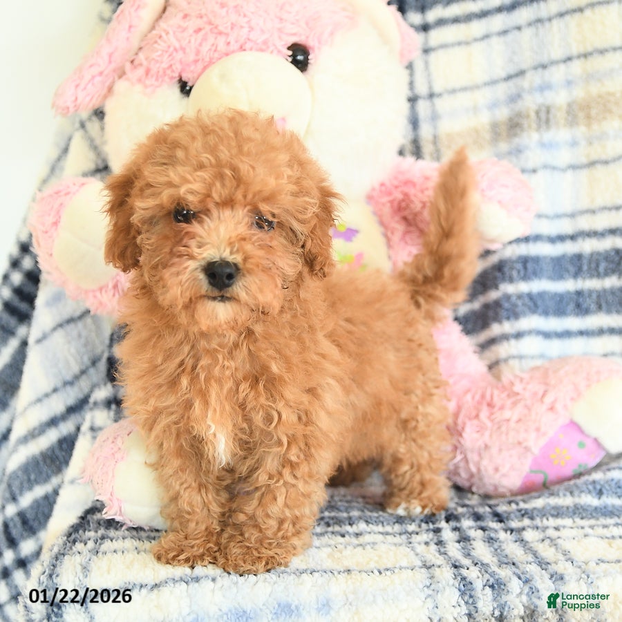 Havapoo dogs Darcy - Ad 31