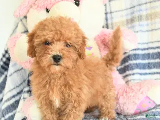 Havapoo dogs Darcy - Ad 18