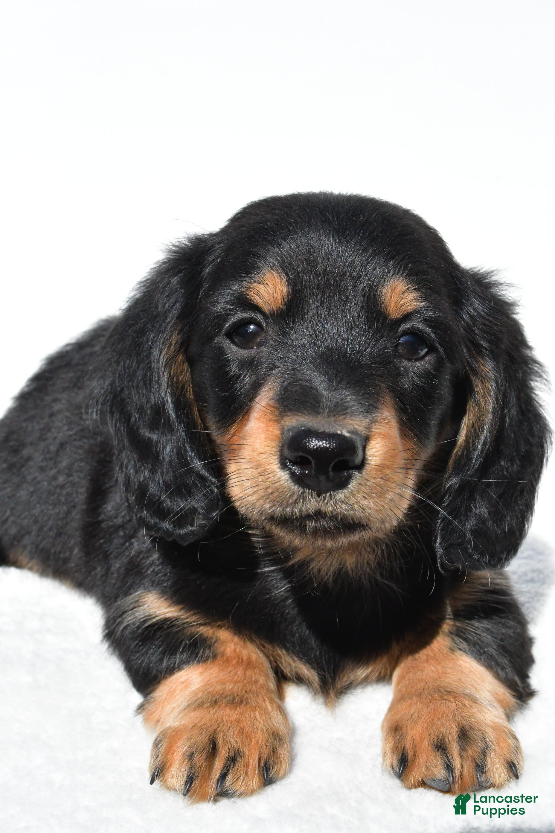 Miniature Dachshund dogs for sale: Alex - Ad 8