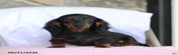 Dachshund dogs for sale: Peanut - Ad 5