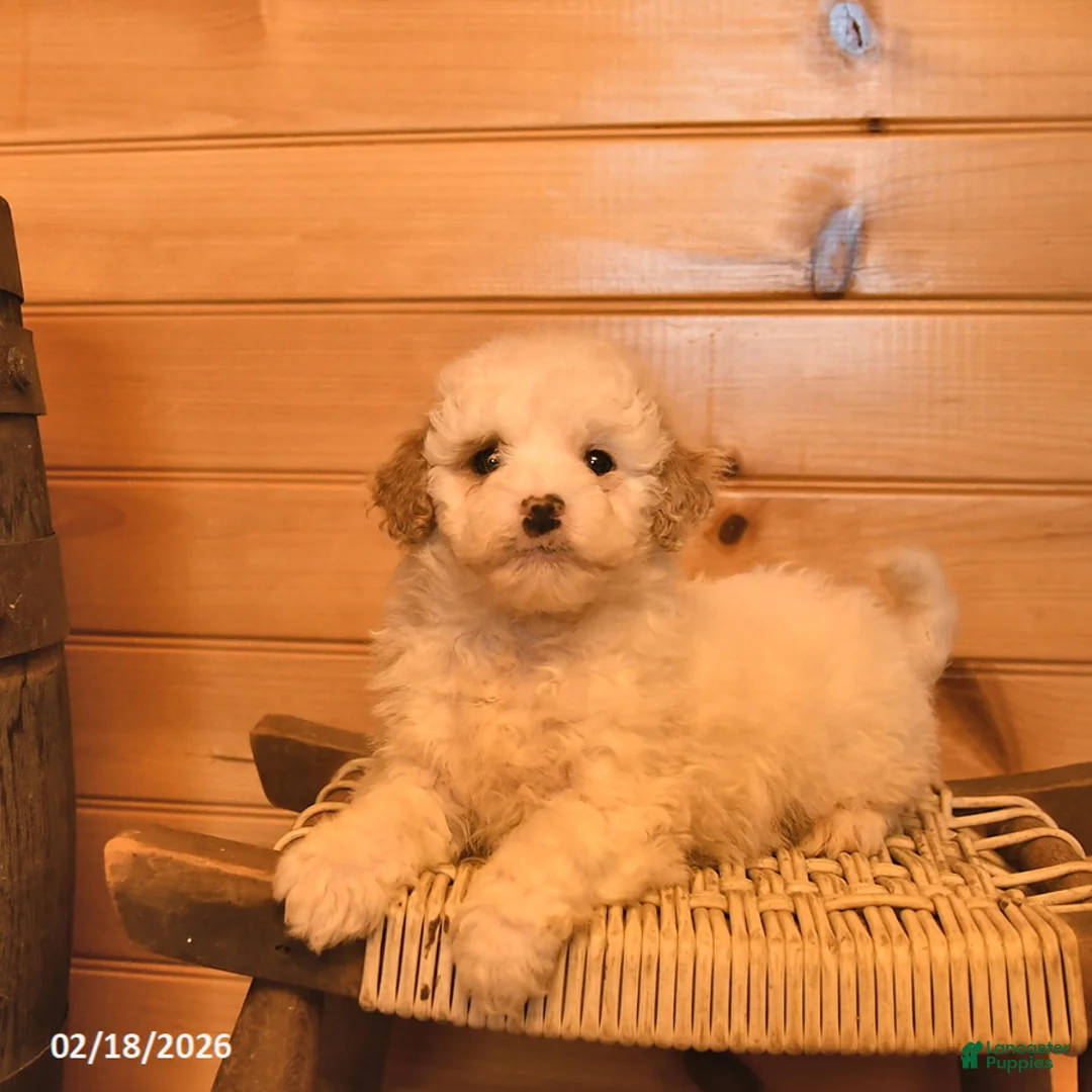Mini Goldendoodle dogs for sale: Magnolia  - Ad 2