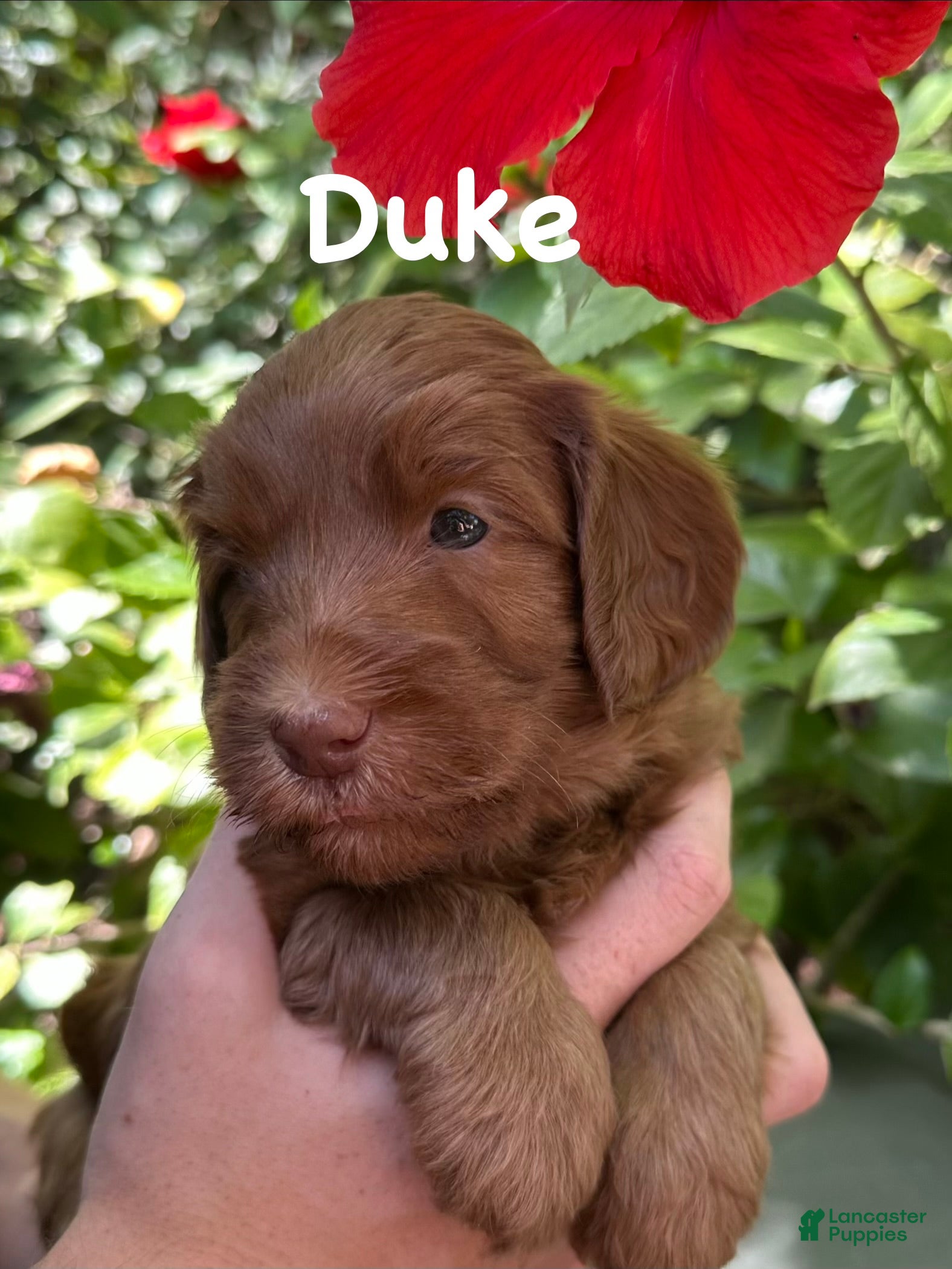 Australian Labradoodle dogs for sale: Duke - Ad 3