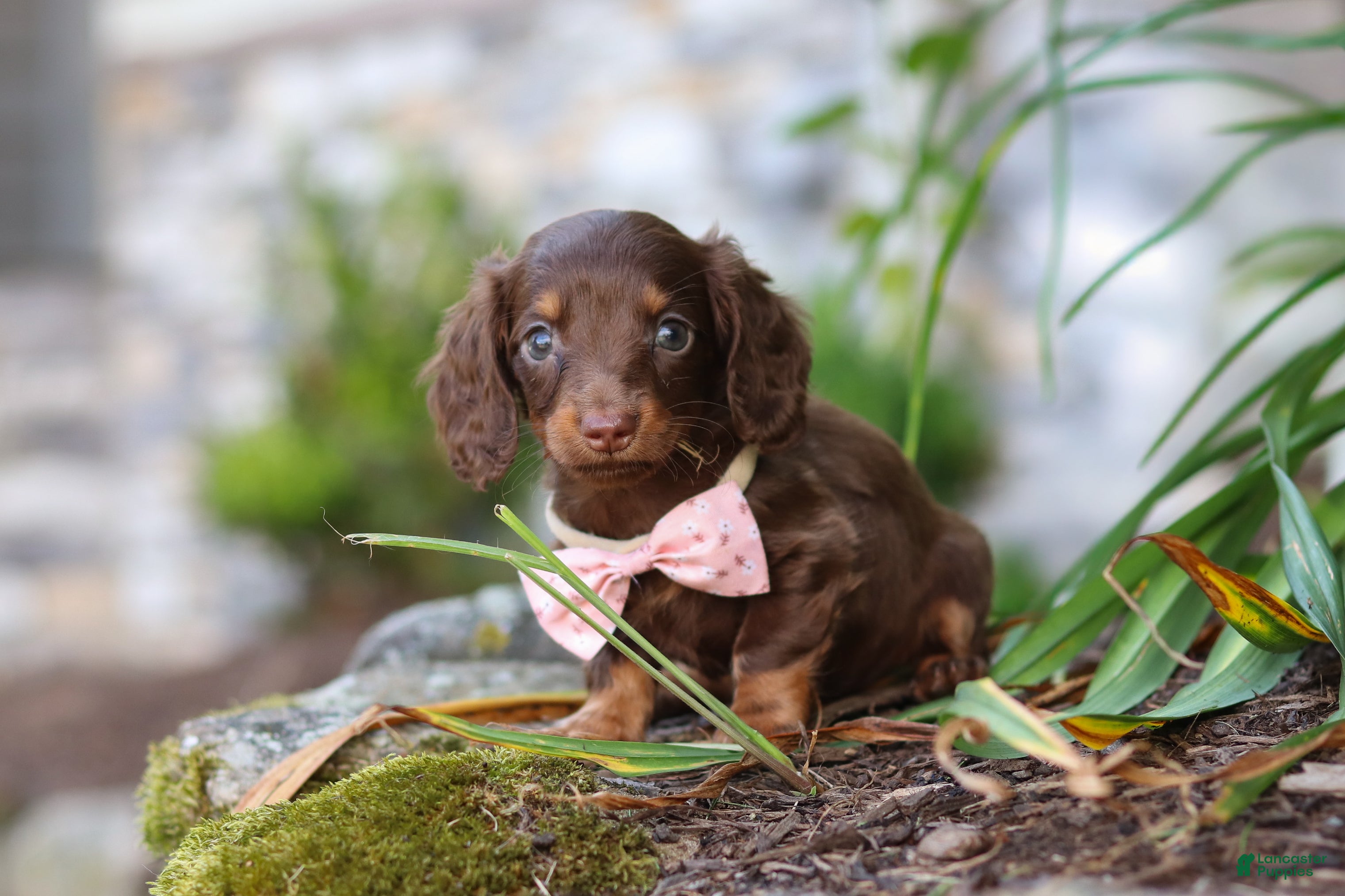 Miniature Dachshund dogs Stella - Ad 2