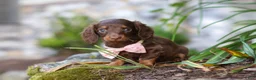 Miniature Dachshund dogs for sale: Stella - Ad 2