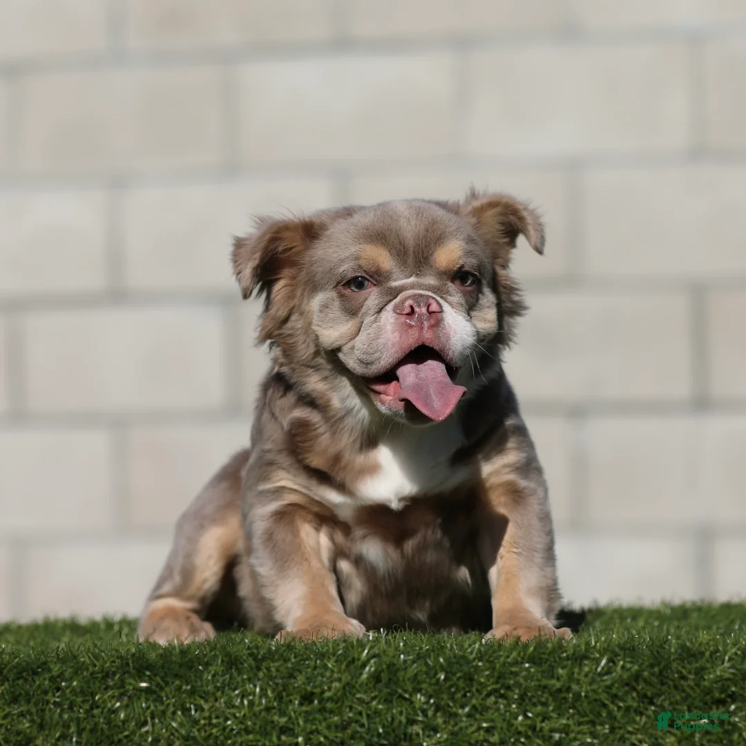 English Bulldog dogs for sale: English Bulldog Puppy 1 - Ad 2