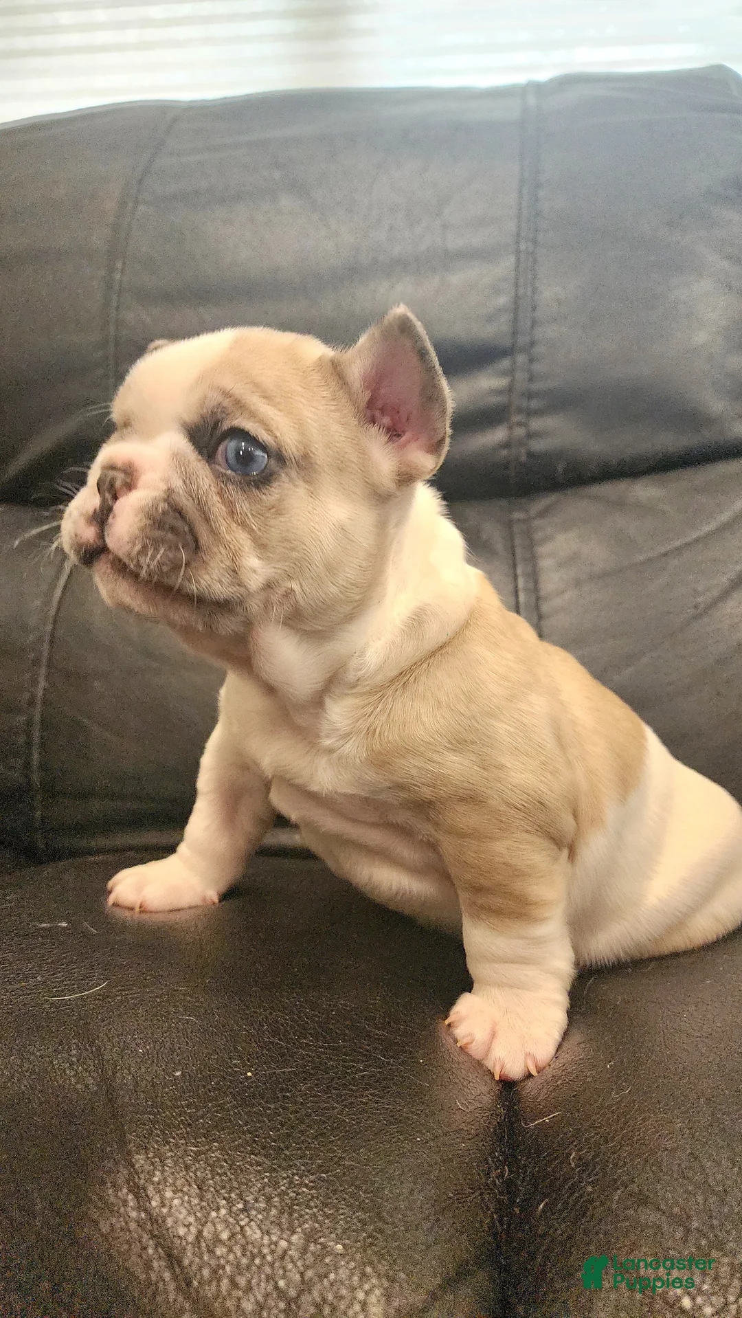 French Bulldog dogs for sale: French Bulldog Puppy 3 - Ad 2