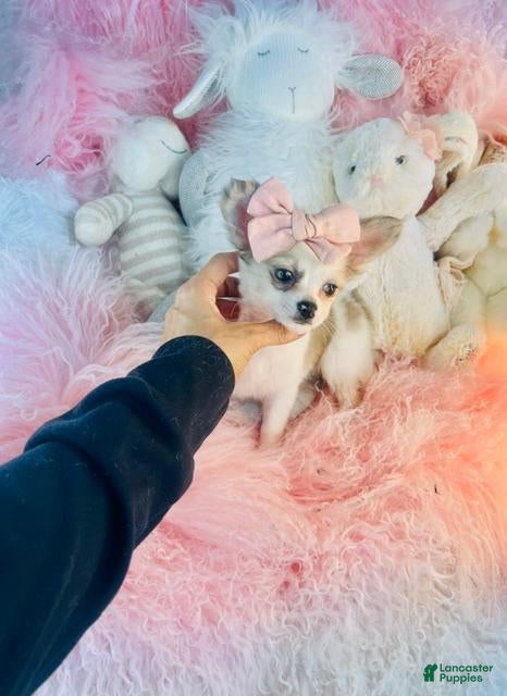 Chihuahua dogs Chihuahua  Hand Delivery Available  - Ad 1