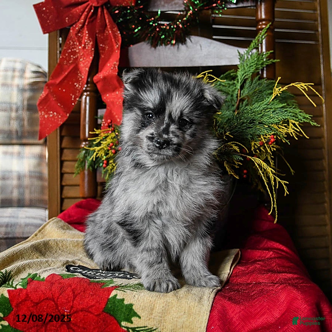 Pomsky dogs for sale: Marley - Ad 1