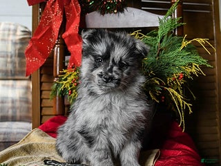 Pomsky dogs Marley - Ad 41