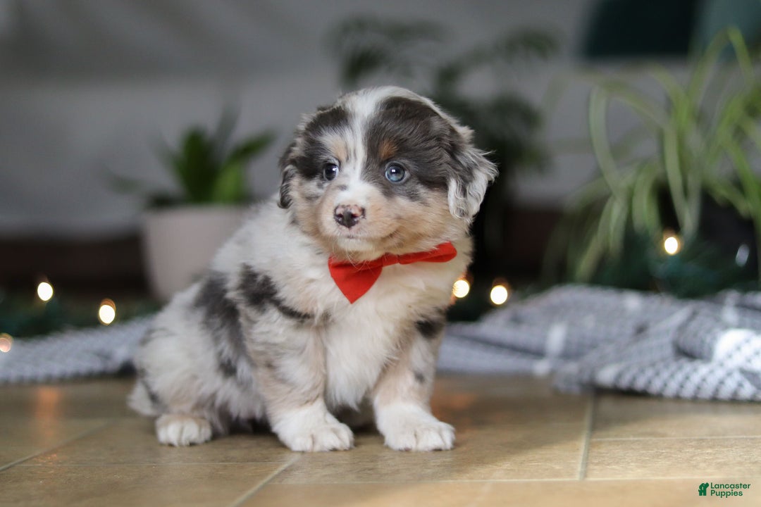 Miniature Australian Shepherd dogs for sale: Lilly - Ad 3