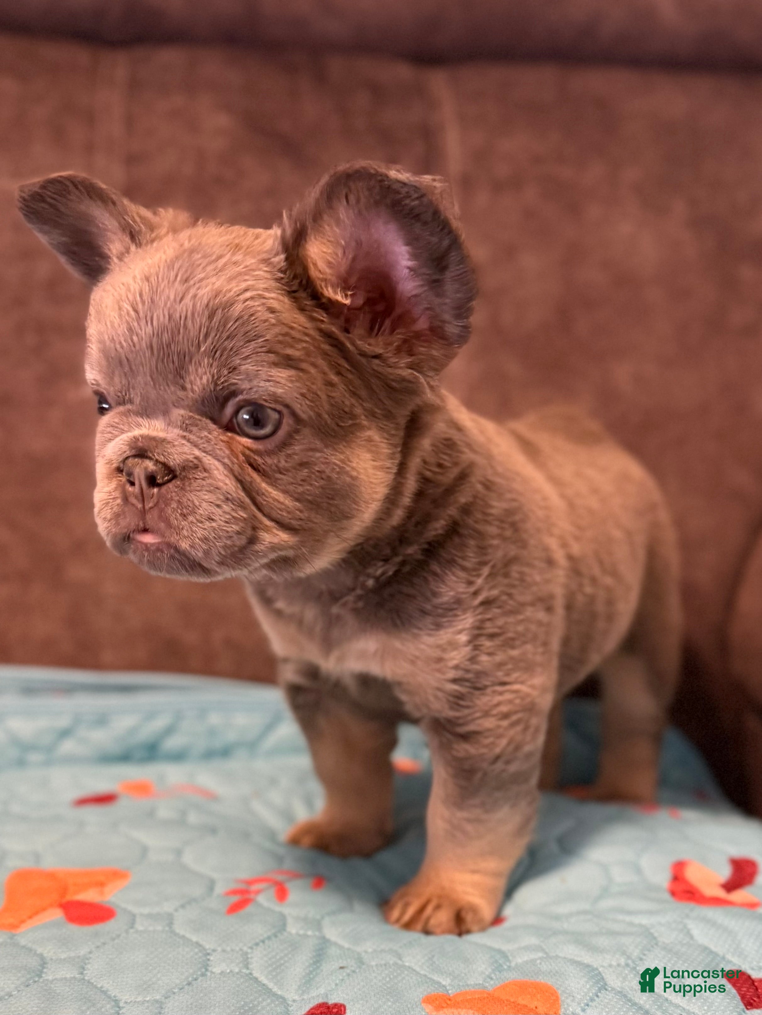 French Bulldog dogs French Bulldog Puppy 3 - Ad 1