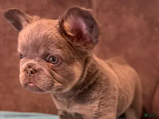 French Bulldog dogs for sale: French Bulldog Puppy 3 - Ad 1