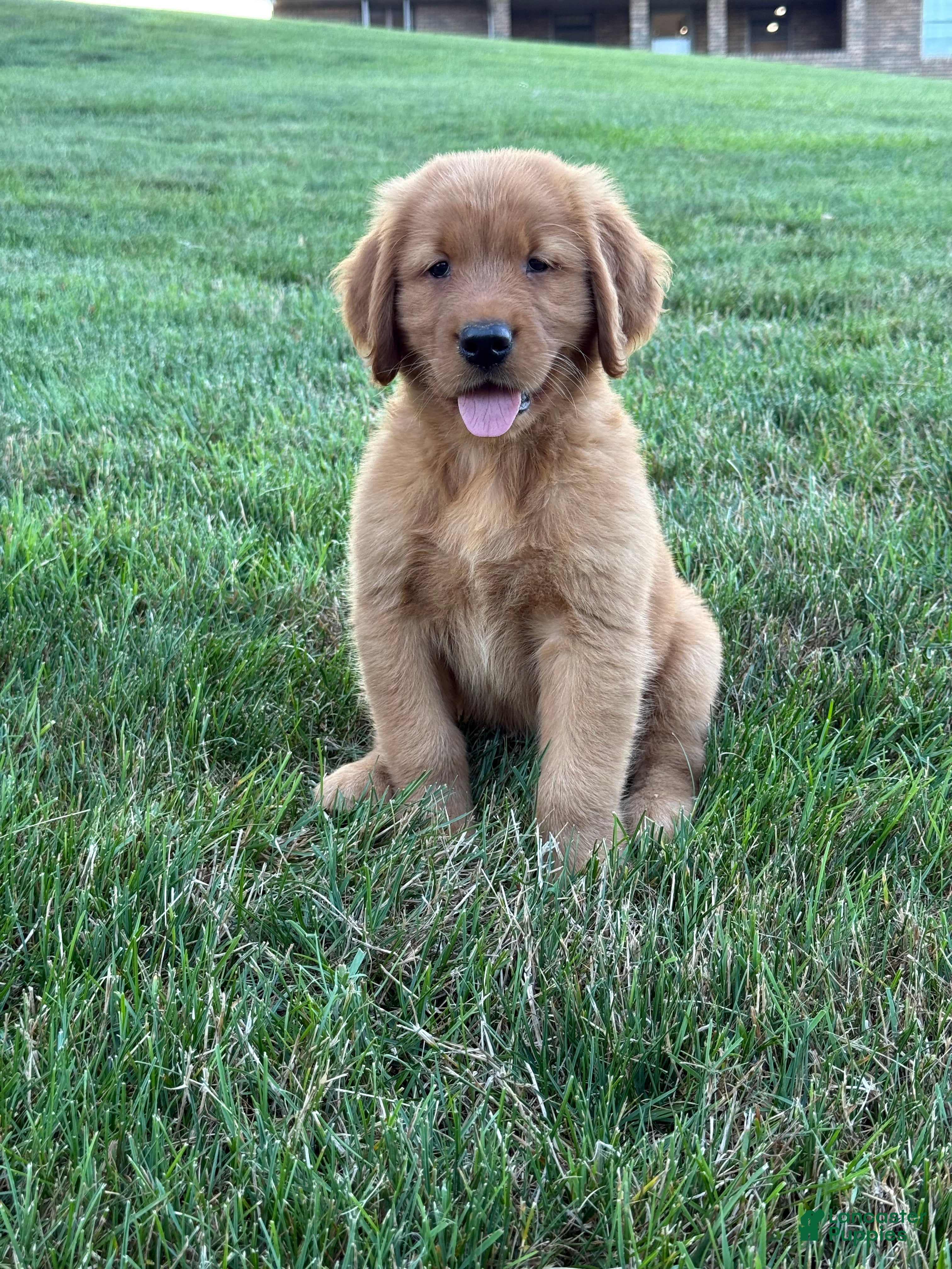 Golden Retriever dogs Rocco - Ad 2