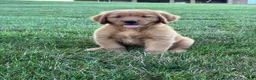 Golden Retriever dogs for sale: Rocco - Ad 2