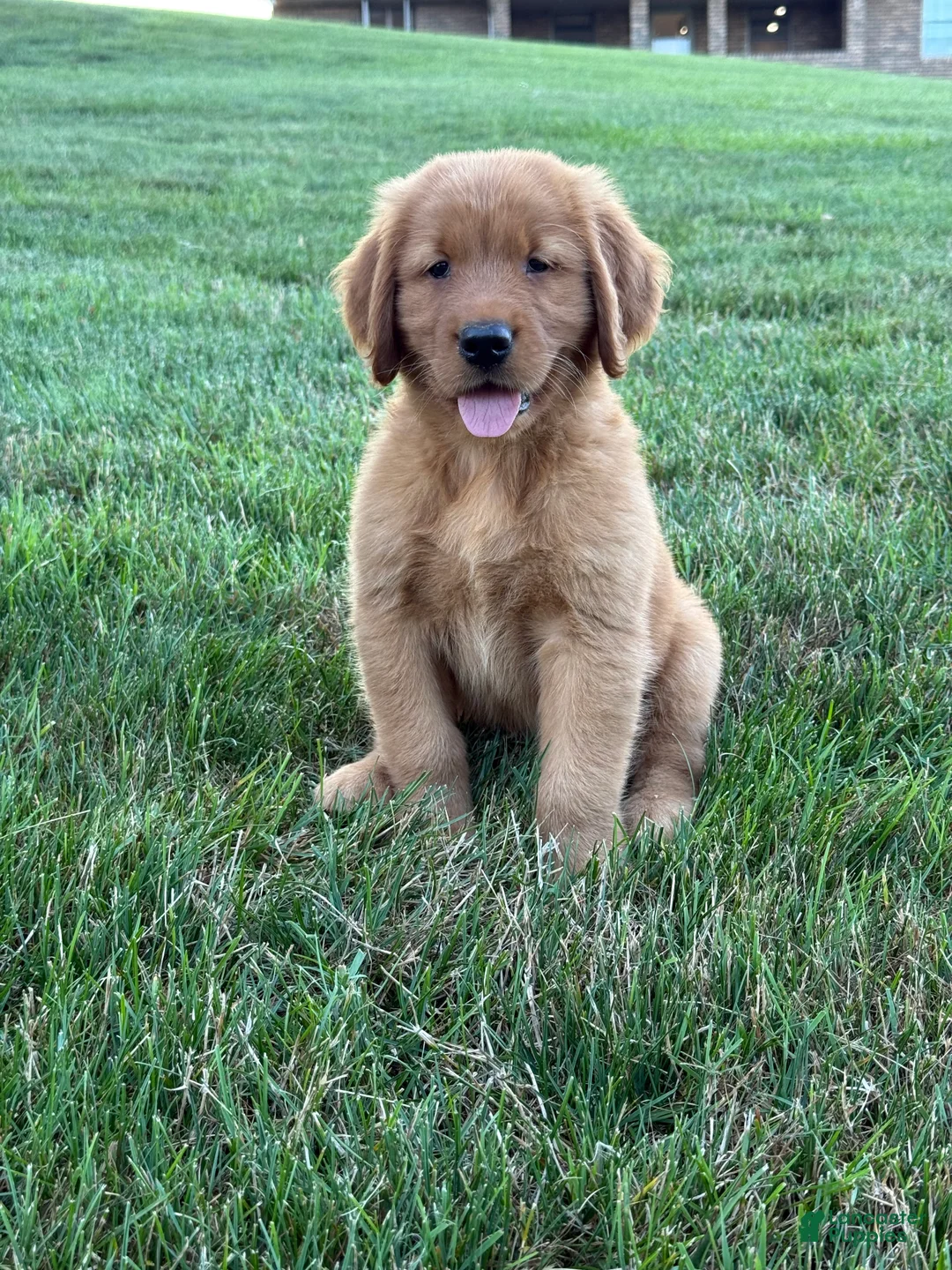 Golden Retriever dogs for sale: Rocco - Ad 2