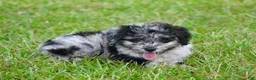 Aussiedoodle dogs for sale: Chrissy - Ad 8