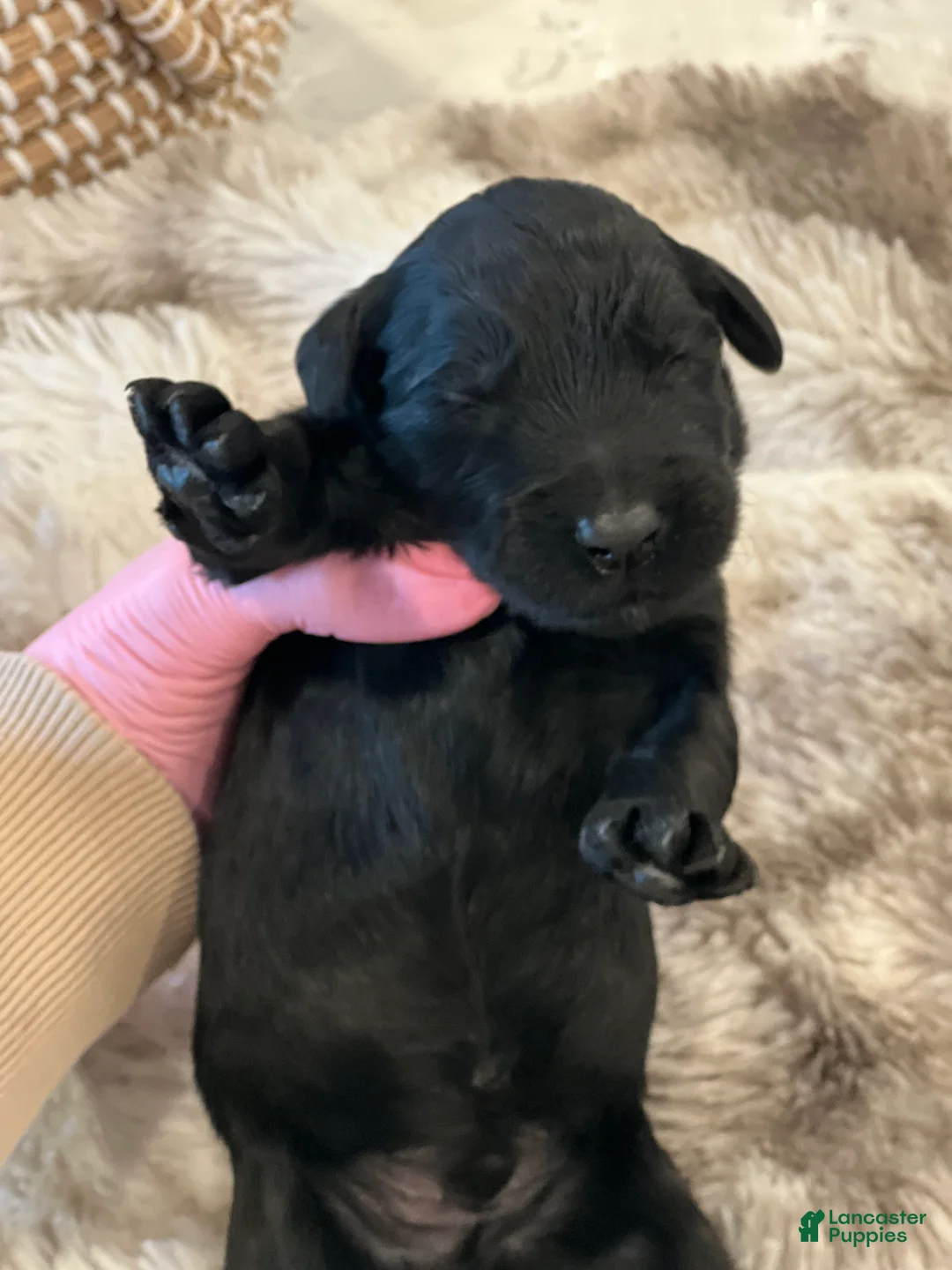 Giant Schnauzer dogs for sale: Archibald “Archie”  - Ad 7
