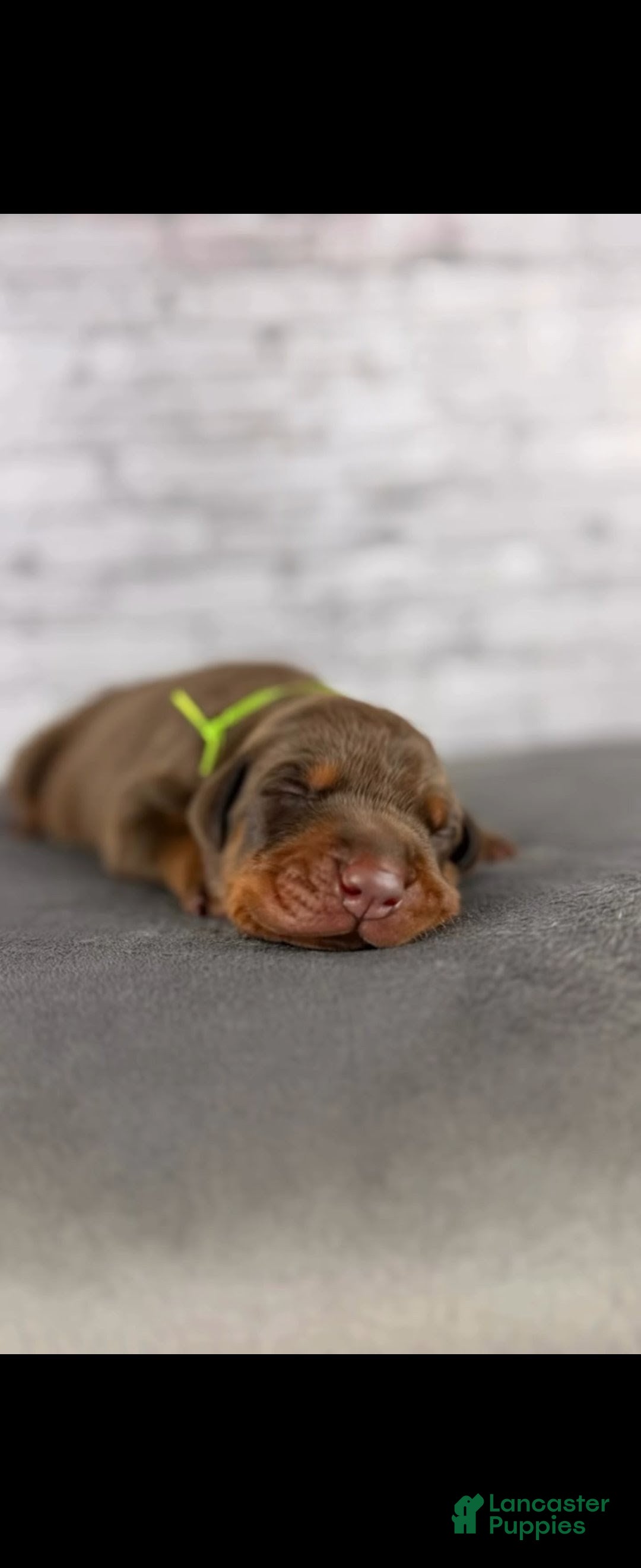 Doberman Pinscher dogs Phantom's The Franchise "Tyrese Maxey'""'European - Ad 38