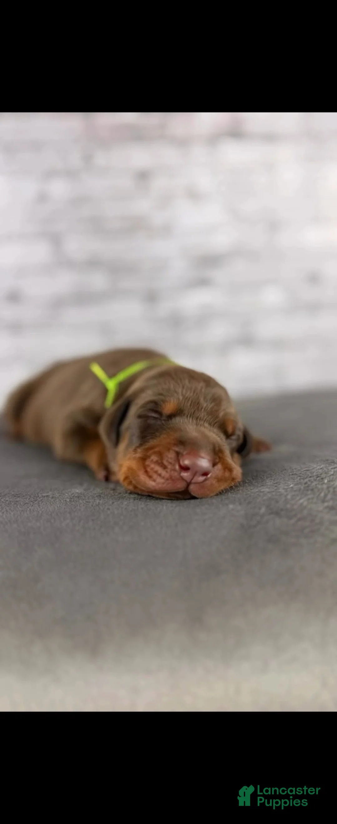Doberman Pinscher dogs for sale: Phantom's The Franchise "Tyrese Maxey'""'European - Ad 1