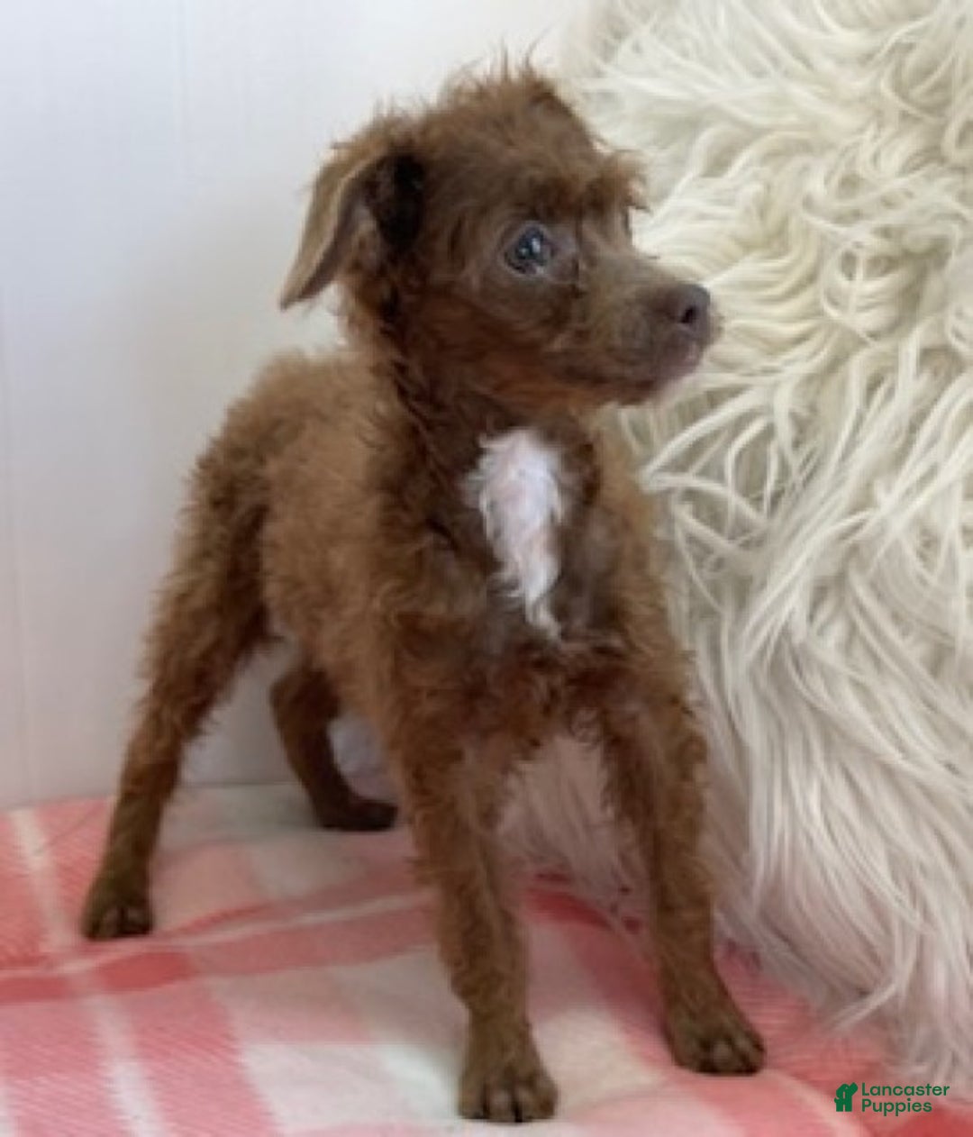 Toy Poodle dogs for sale: Sally - Ad 3