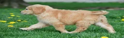Golden Retriever dogs for sale: Max - Ad 13