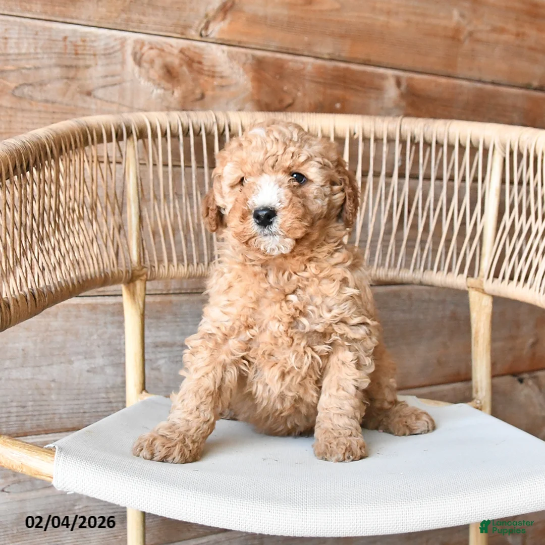Mini Bernedoodle dogs for sale: Peanut  - Ad 4