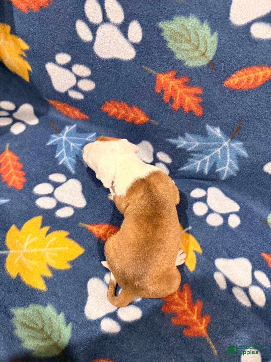 American Bully dogs for sale: American Bully Puppy 1 - Ad 2