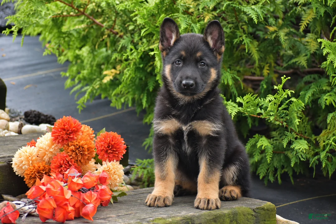 German Shepherd dogs for sale: Brianna - Ad 1