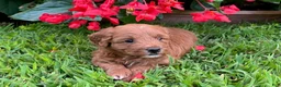 Mini Goldendoodle dogs for sale: Poppi - Ad 3