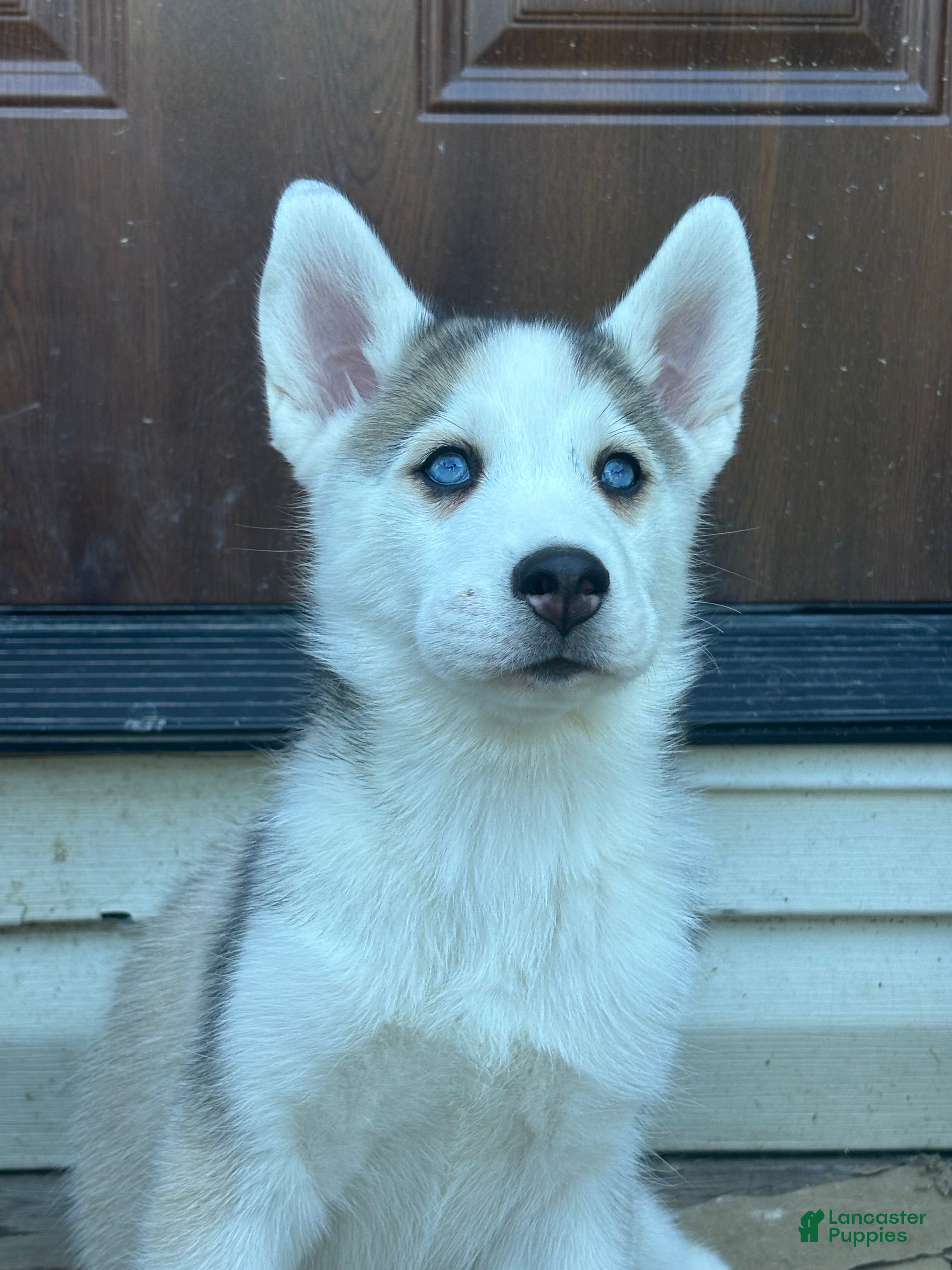 Siberian Husky dogs Siberian Husky Puppy 2 - Ad 42