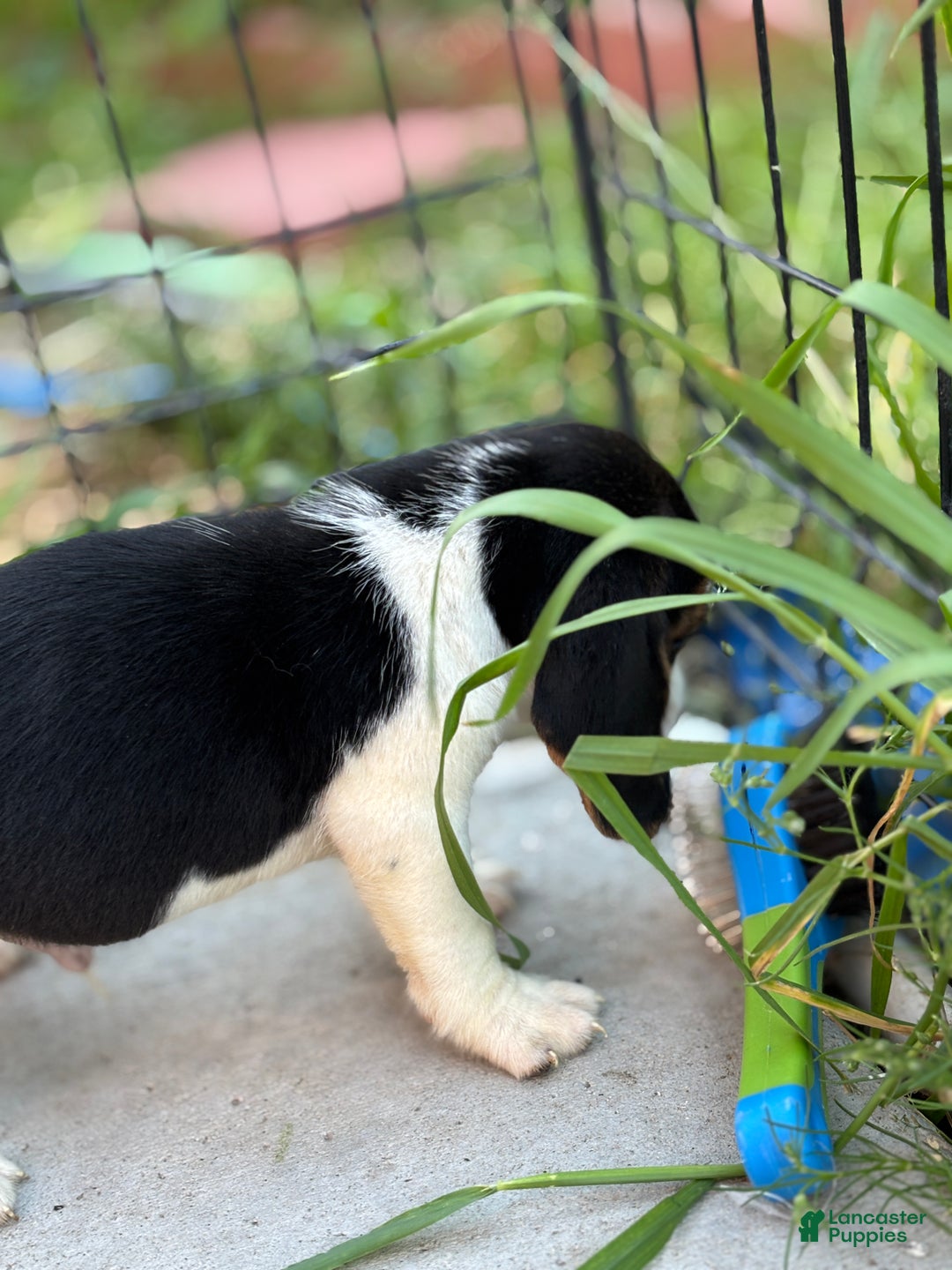 Beagle dogs for sale: Finn - Ad 10