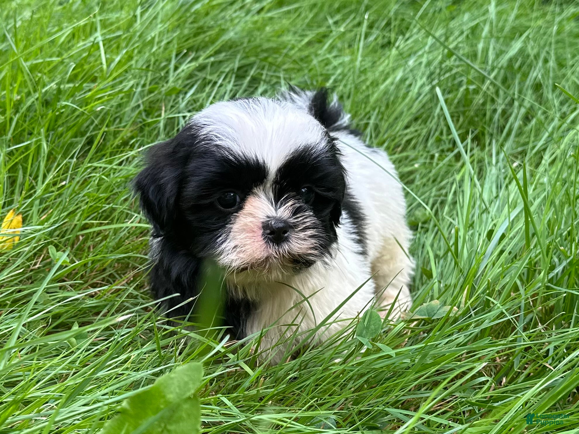 Shih Tzu dogs Shih Tzu 1 - Ad 2