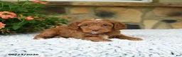 Cavapoo dogs for sale: Wanda - Ad 4