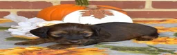 Miniature Dachshund dogs for sale: Cocoa - Ad 6