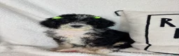 Bernedoodle dogs for sale: Molly - Ad 4