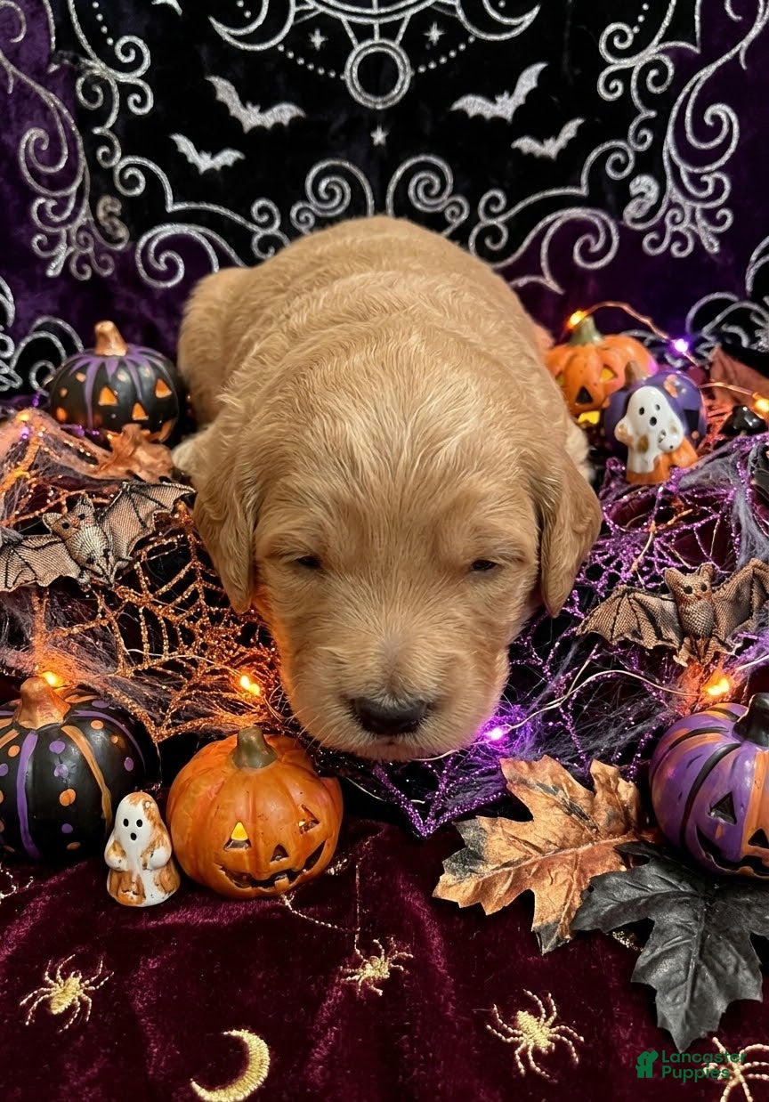 Goldendoodle dogs for sale: Maple - Ad 1