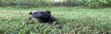 Belgian Malinois 9