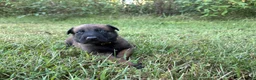 Belgian Malinois dogs for sale: Belgian Malinois 9 - Ad 1