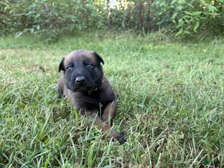 Belgian Malinois dogs Belgian Malinois 9 - Ad 32
