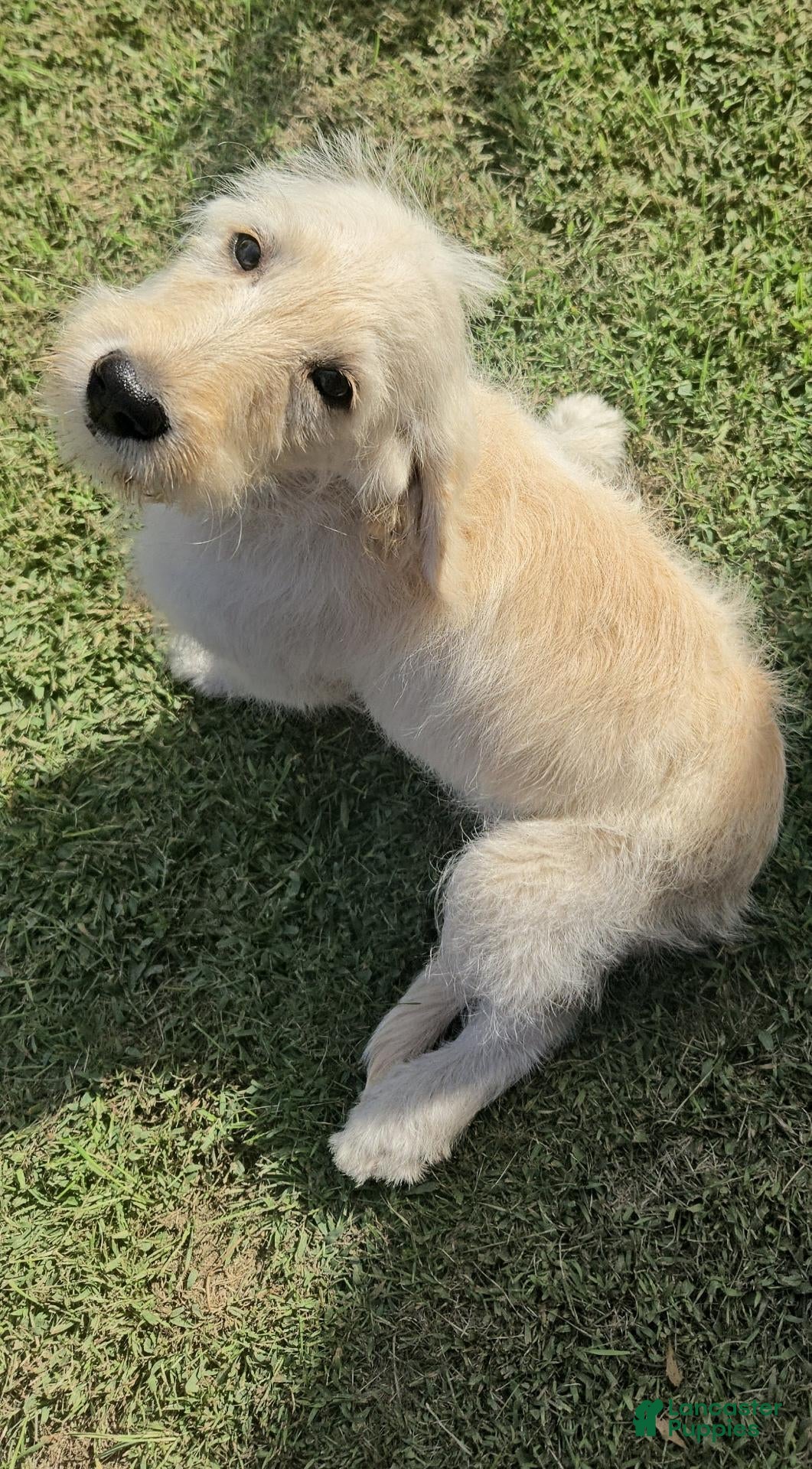 Labradoodle dogs Gracie  - Ad 1