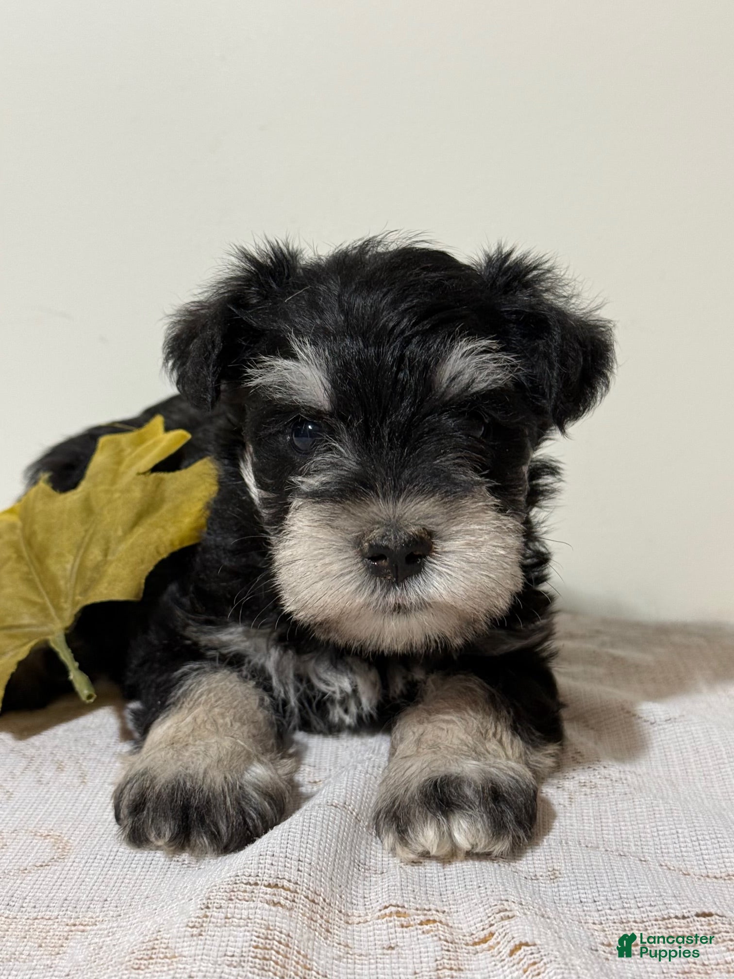 Miniature Schnauzer dogs Stormy Miniature Schnauzer  - Ad 1