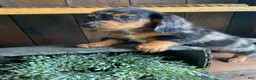 Miniature Dachshund dogs for sale: Bonnie - Ad 13