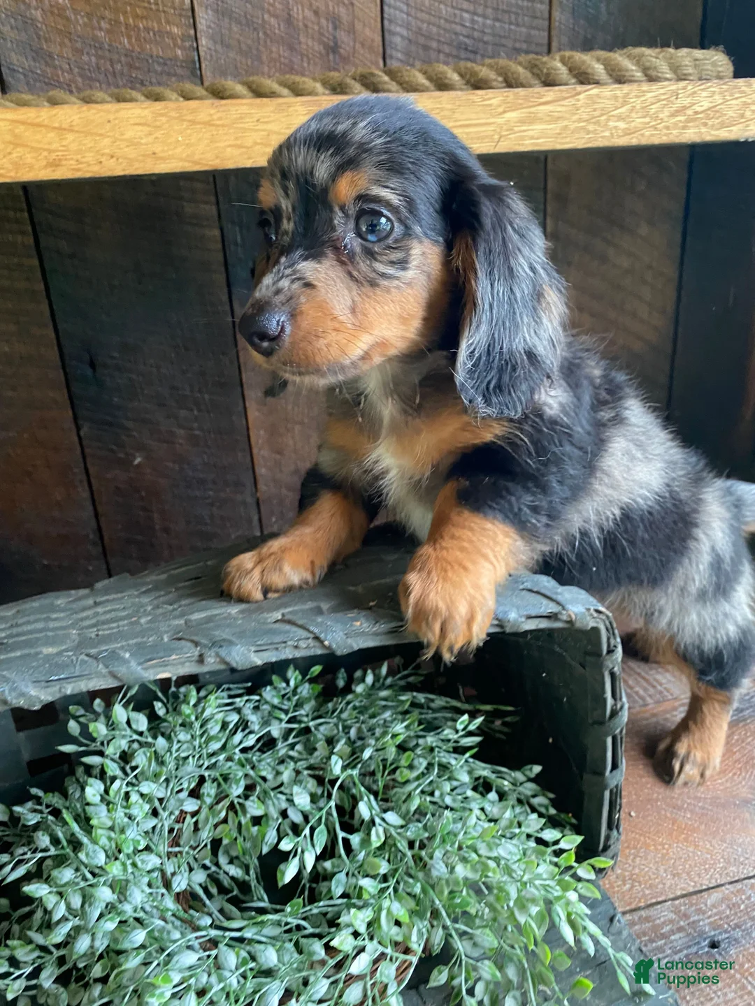 Miniature Dachshund dogs for sale: Bonnie - Ad 13