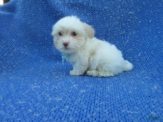 Shihpoo dogs - Ad 7