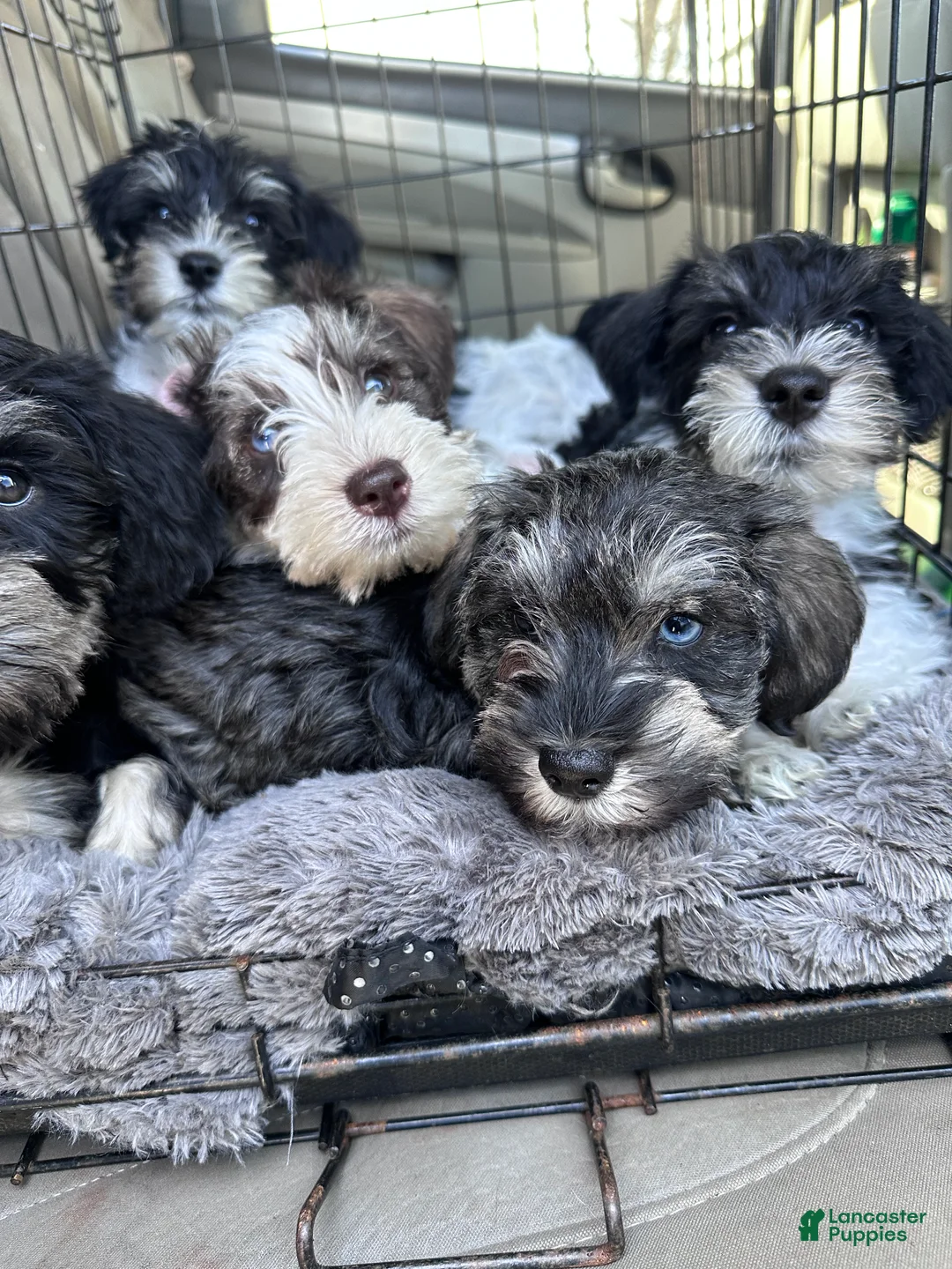 Miniature Schnauzer dogs for sale: Miniature Schnauzer Lucy  - Ad 7