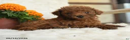 Miniature Poodle dogs for sale: Nibbles - Ad 3